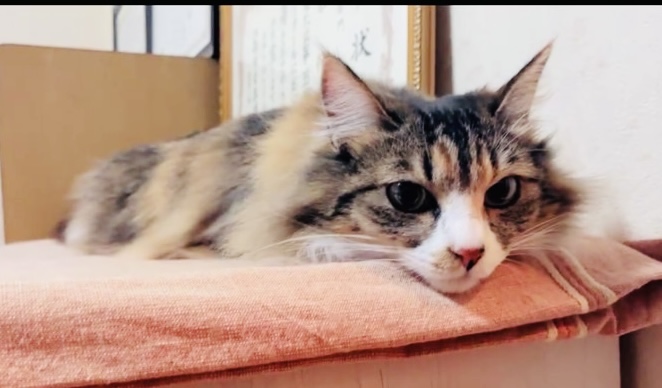 にゃるそっく
