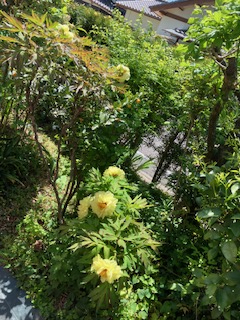 春爛漫