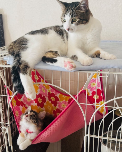 はじめまして！